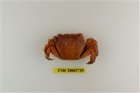 藏品(肉球近方蟹)的圖片